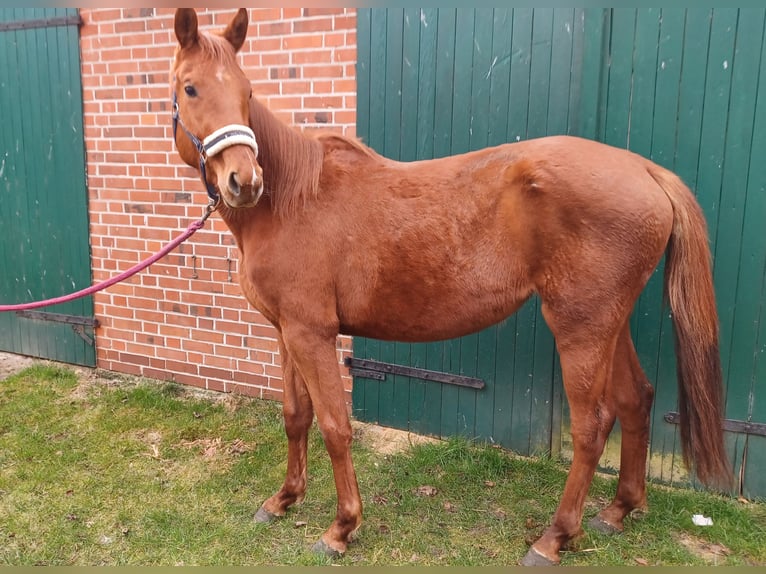 Hannoveraan Merrie 3 Jaar 156 cm Vos in Wittingen