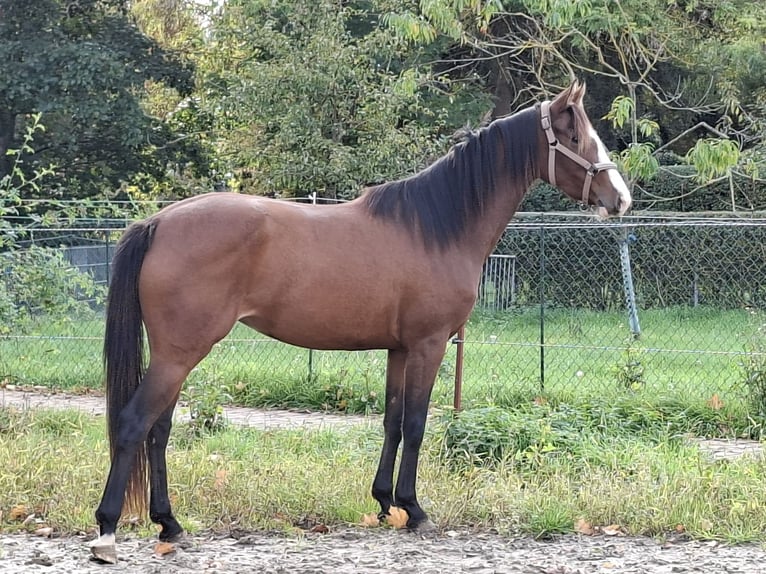Hannoveraan Merrie 3 Jaar 157 cm Bruin in Bockenem