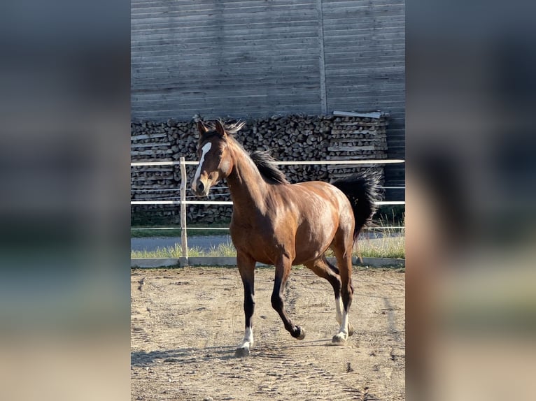 Hannoveraan Merrie 3 Jaar 157 cm Donkerbruin in Bad Waldsee