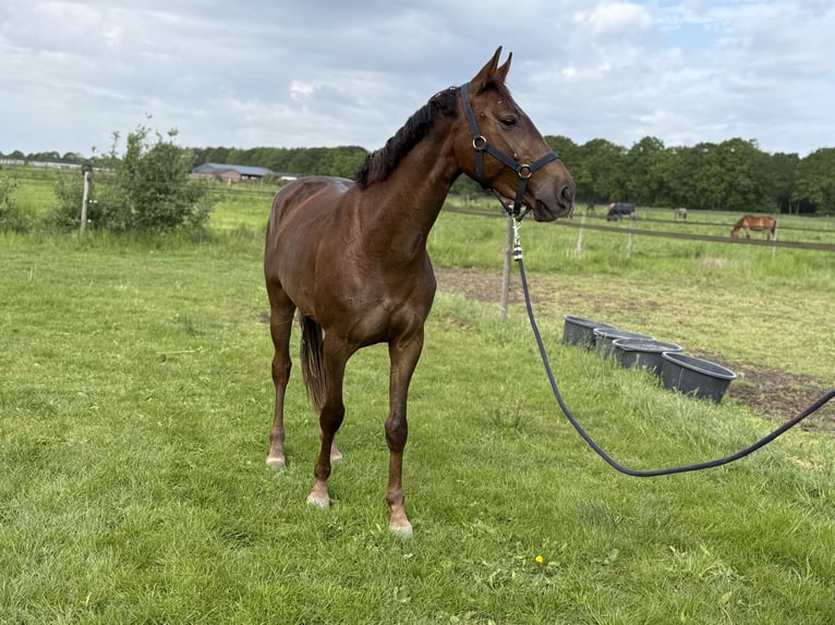 Hannoveraan Merrie 3 Jaar 157 cm Vos in Stiphout