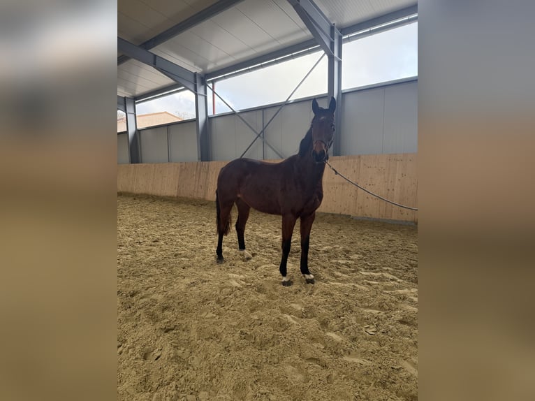 Hannoveraan Merrie 3 Jaar 158 cm Bruin in Dingelstädt