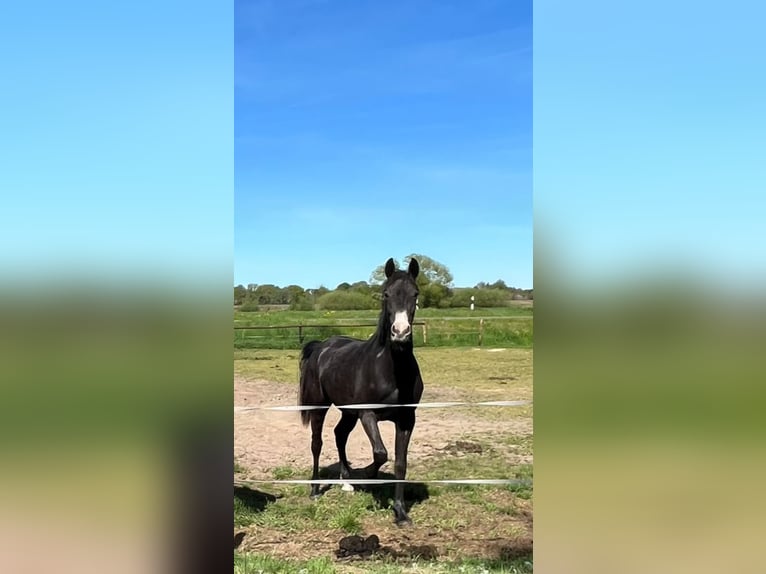 Hannoveraan Merrie 3 Jaar 158 cm kan schimmel zijn in Gnarrenburg