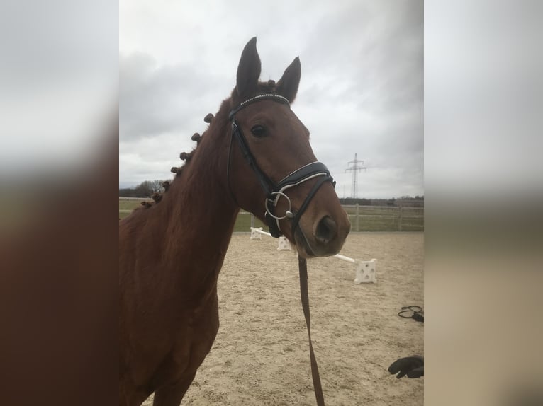 Hannoveraan Merrie 3 Jaar 158 cm Vos in Ettringen