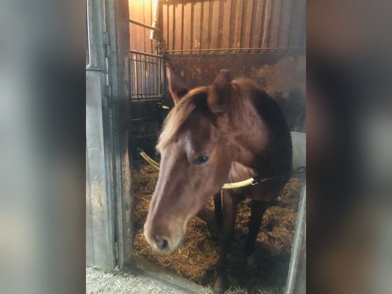 Hannoveraan Merrie 3 Jaar 158 cm Vos in Ettringen