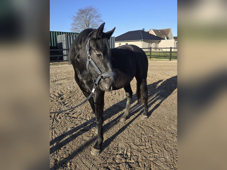Hannoveraan Merrie 3 Jaar 160 cm Appelschimmel in Ostrhauderfehn