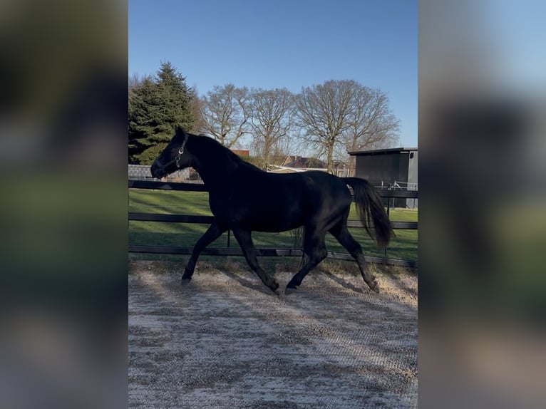 Hannoveraan Merrie 3 Jaar 160 cm Appelschimmel in Ostrhauderfehn