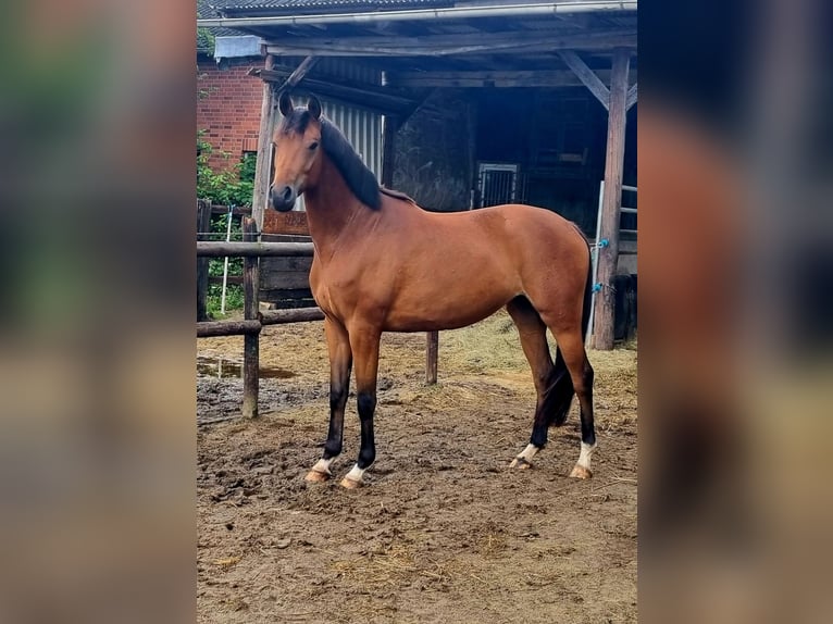 Hannoveraan Merrie 3 Jaar 160 cm Bruin in Worpswede