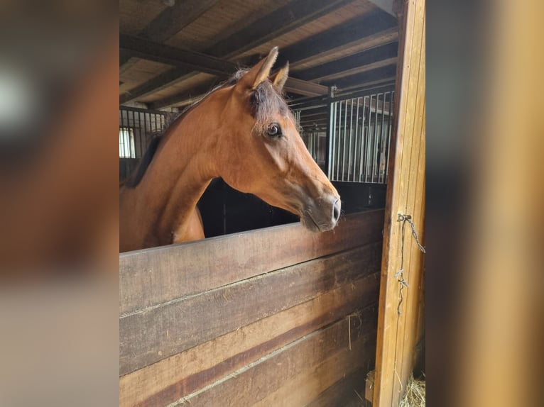 Hannoveraan Merrie 3 Jaar 160 cm Bruin in Worpswede