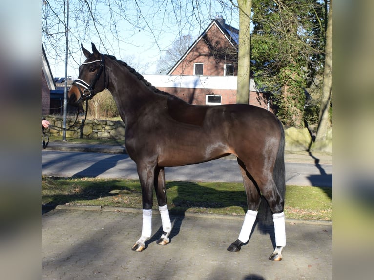 Hannoveraan Merrie 3 Jaar 160 cm Bruin in Fredenbeck