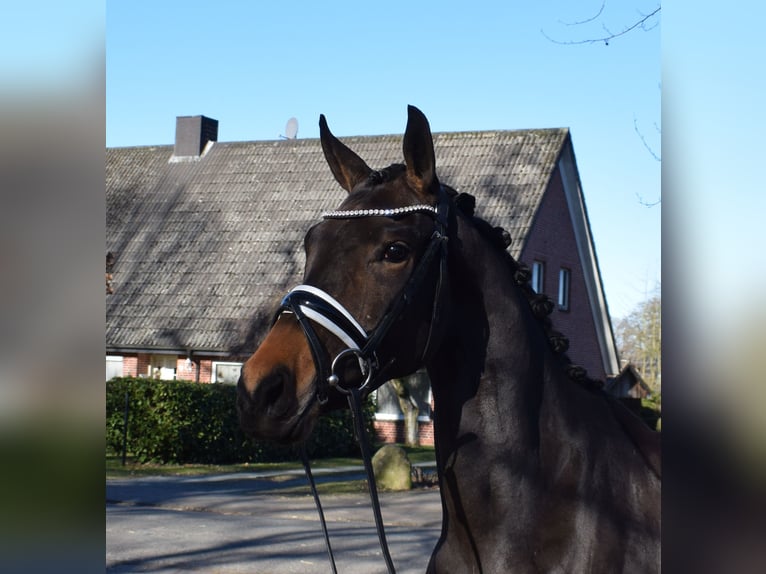 Hannoveraan Merrie 3 Jaar 160 cm Bruin in Fredenbeck