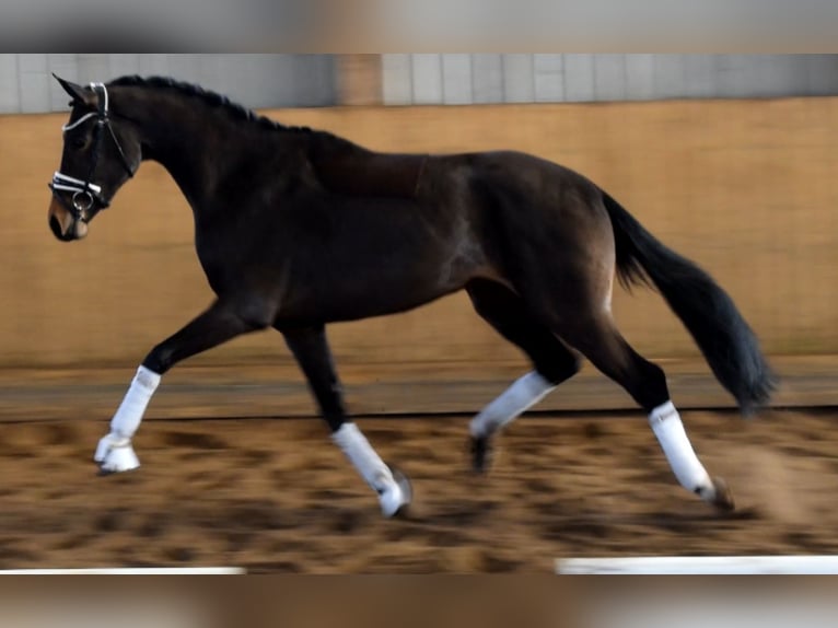 Hannoveraan Merrie 3 Jaar 160 cm Bruin in Fredenbeck