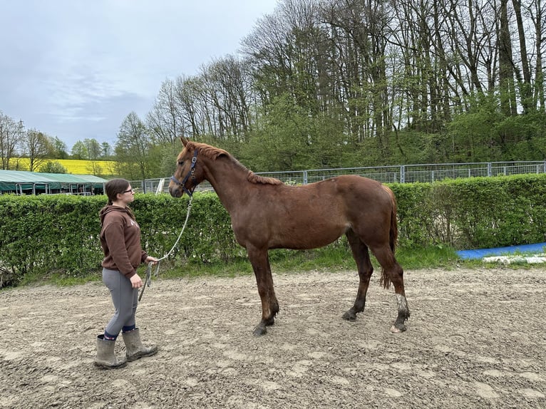 Hannoveraan Merrie 3 Jaar 160 cm Donkere-vos in Düsseldorf