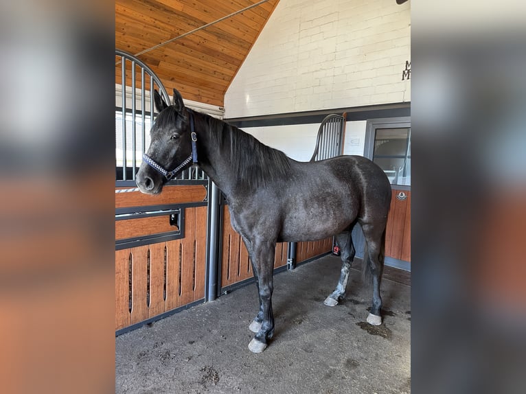 Hannoveraan Merrie 3 Jaar 160 cm kan schimmel zijn in Ostrhauderfehn