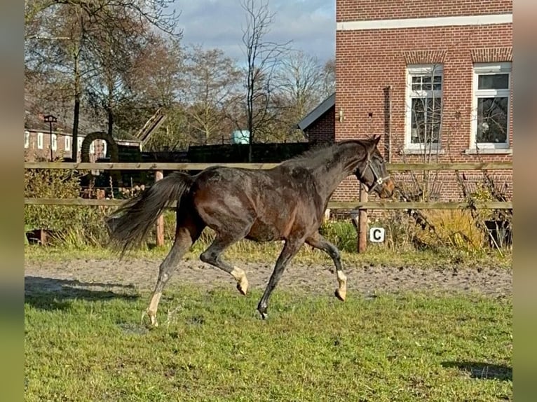 Hannoveraan Merrie 3 Jaar 160 cm Zwartbruin in Leer (Ostfriesland)