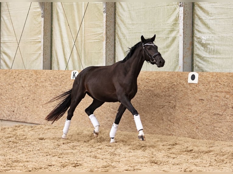 Hannoveraan Merrie 3 Jaar 160 cm Zwartbruin in Malsfeld