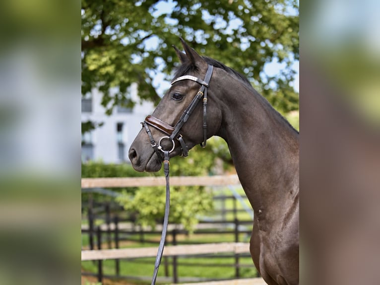 Hannoveraan Merrie 3 Jaar 160 cm Zwartbruin in Malsfeld