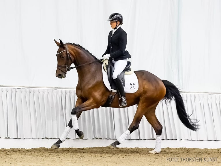 Hannoveraan Merrie 3 Jaar 161 cm Bruin in Verden