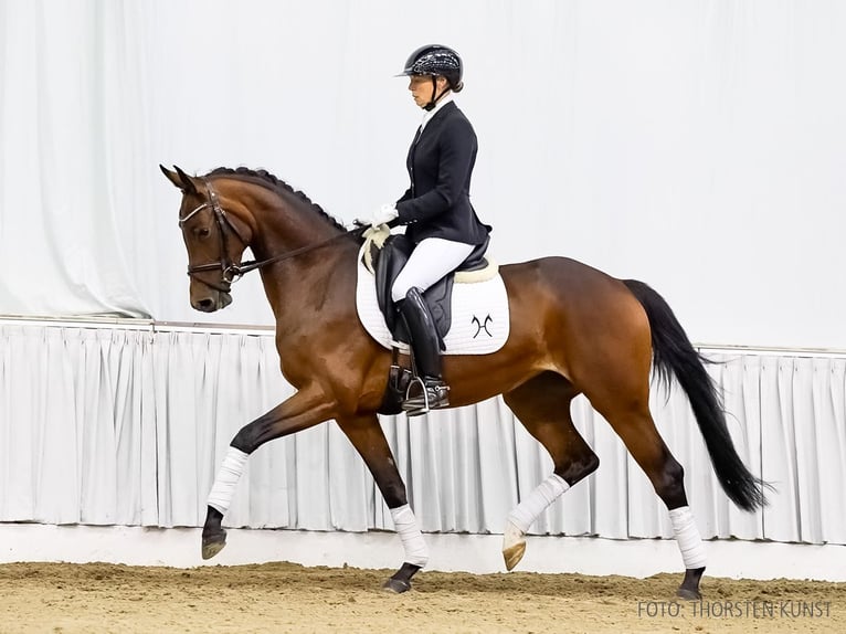 Hannoveraan Merrie 3 Jaar 161 cm Bruin in Verden