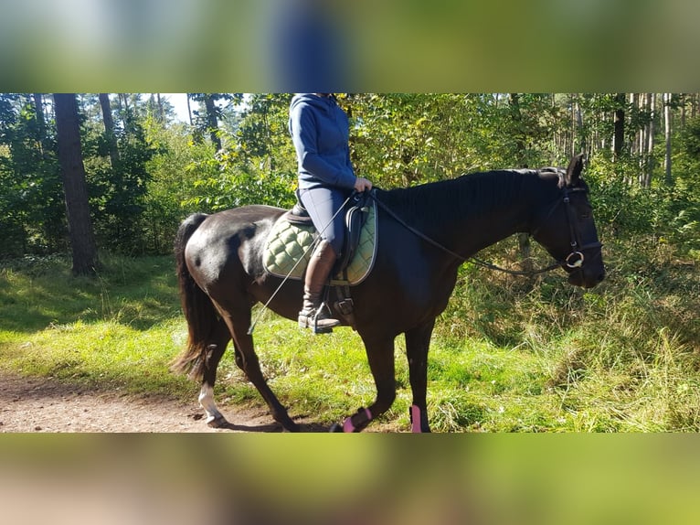 Hannoveraan Merrie 3 Jaar 161 cm Zwartbruin in Dörverden