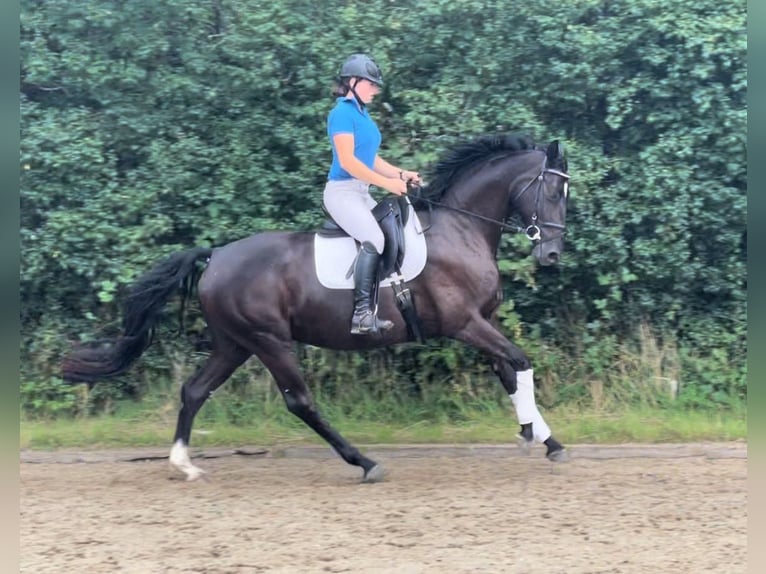 Hannoveraan Merrie 3 Jaar 161 cm Zwartbruin in Dörverden