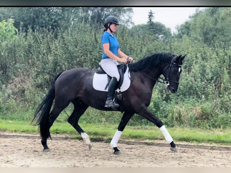 Hannoveraan Merrie 3 Jaar 161 cm Zwartbruin in Dörverden