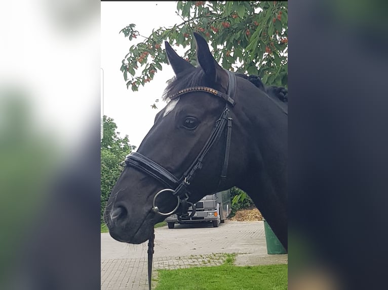 Hannoveraan Merrie 3 Jaar 161 cm Zwartbruin in Dörverden