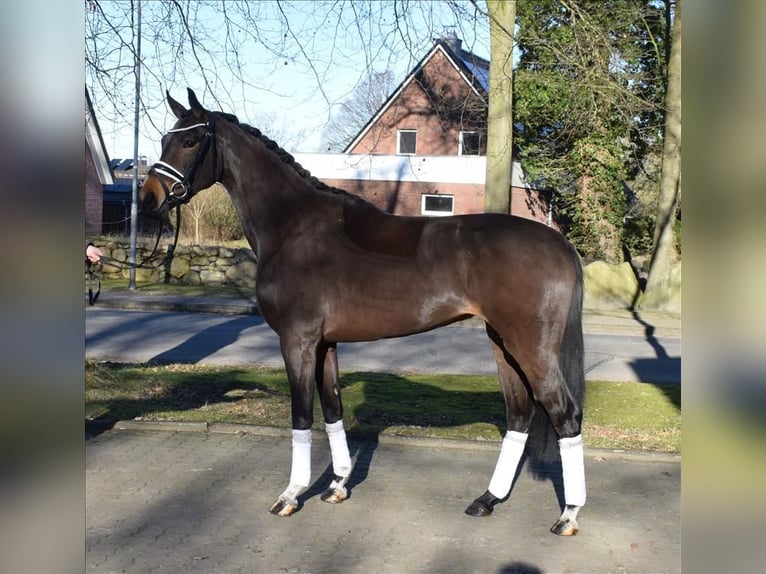 Hannoveraan Merrie 3 Jaar 162 cm Bruin in Fredenbeck