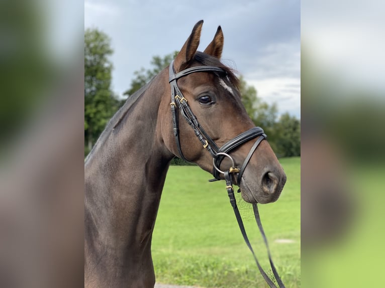 Hannoveraan Merrie 3 Jaar 162 cm Bruin in Wilen-Wollerau