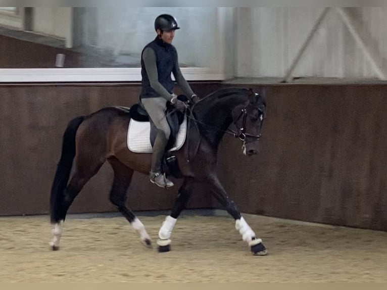 Hannoveraan Merrie 3 Jaar 162 cm Bruin in Wilen-Wollerau