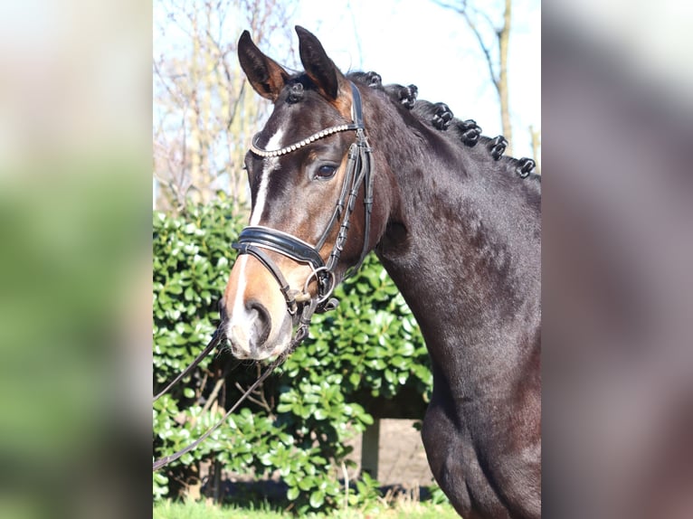 Hannoveraan Merrie 3 Jaar 162 cm Donkerbruin in Selsingen