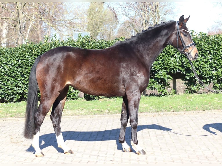 Hannoveraan Merrie 3 Jaar 162 cm Donkerbruin in Selsingen