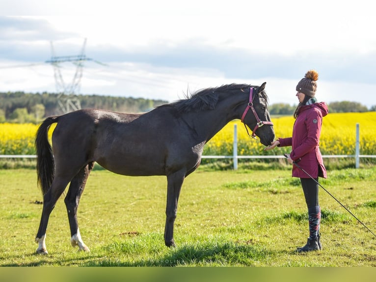 Hannoveraan Merrie 3 Jaar 162 cm Zwart in Chwarstnica