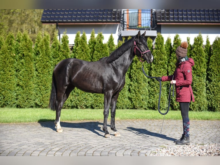 Hannoveraan Merrie 3 Jaar 162 cm Zwart in Chwarstnica