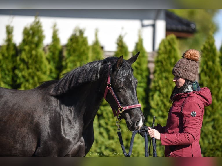 Hannoveraan Merrie 3 Jaar 162 cm Zwart in Chwarstnica