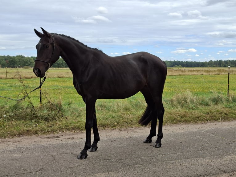 Hannoveraan Mix Merrie 3 Jaar 162 cm Zwartbruin in Schneverdingen