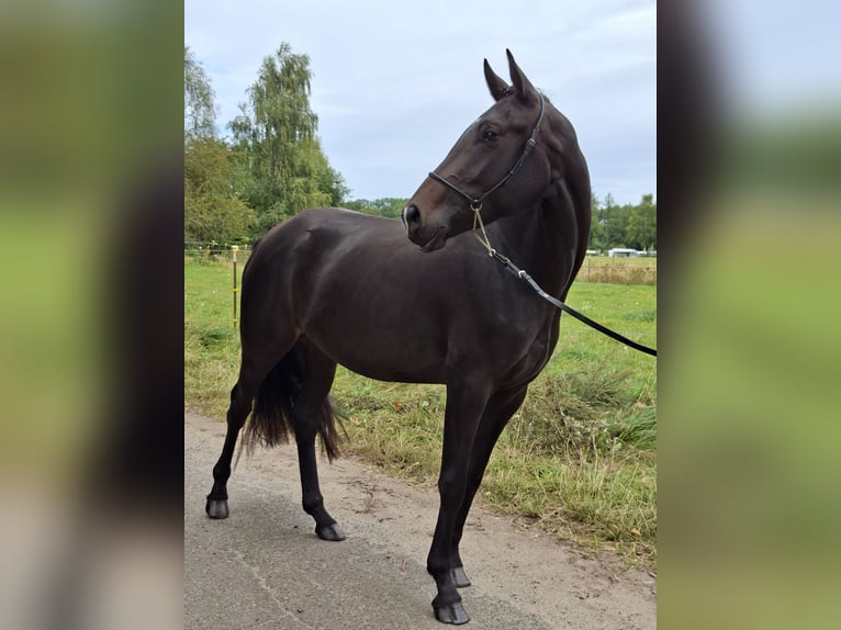 Hannoveraan Mix Merrie 3 Jaar 162 cm Zwartbruin in Schneverdingen
