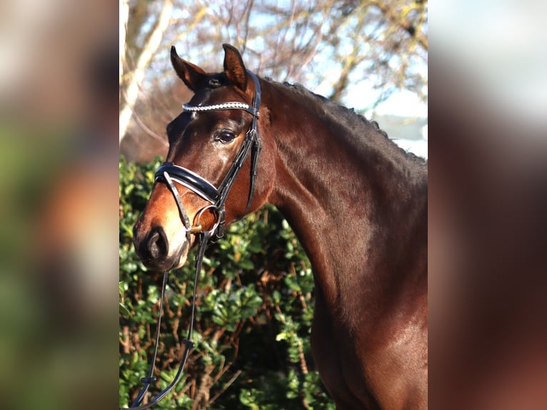 Hannoveraan Merrie 3 Jaar 163 cm Bruin in Selsingen