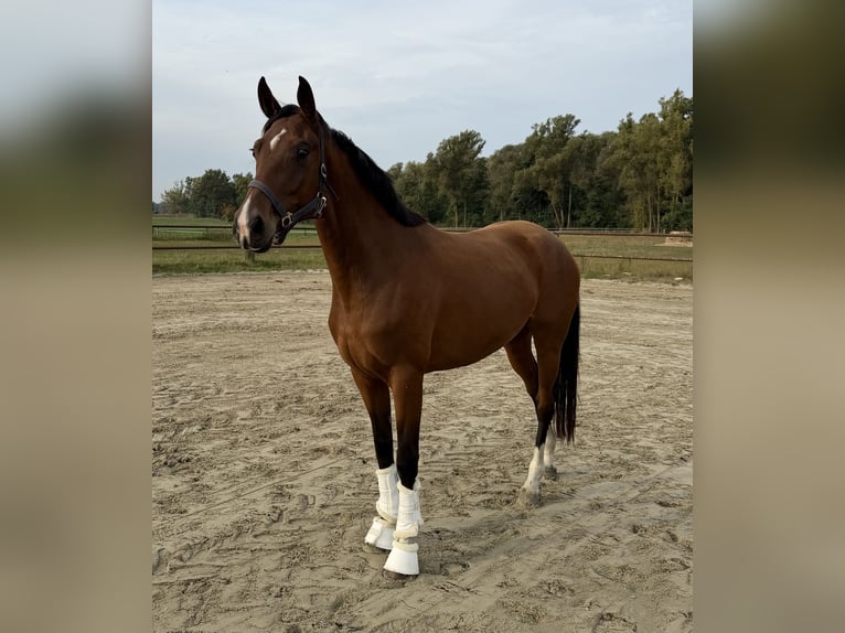 Hannoveraan Merrie 3 Jaar 163 cm Bruin in Tiddische