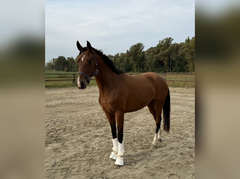 Hannoveraan Merrie 3 Jaar 163 cm Bruin in Tiddische