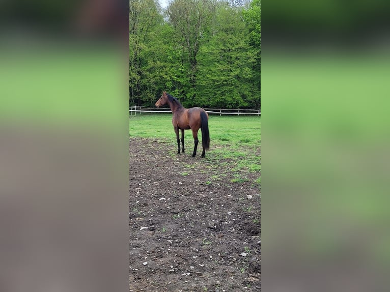 Hannoveraan Merrie 3 Jaar 163 cm Bruin in K&#xFC;rten