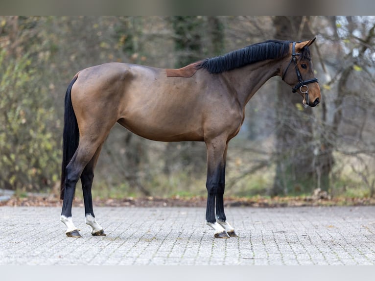 Hannoveraan Merrie 3 Jaar 163 cm Bruin in 3990