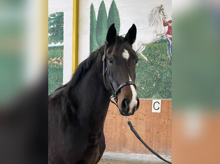 Hannoveraan Merrie 3 Jaar 163 cm Donkerbruin in Rees