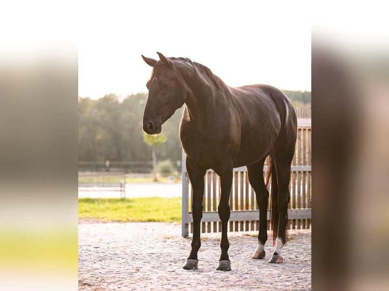 Hannoveraan Merrie 3 Jaar 163 cm Zwart in Priestewitz