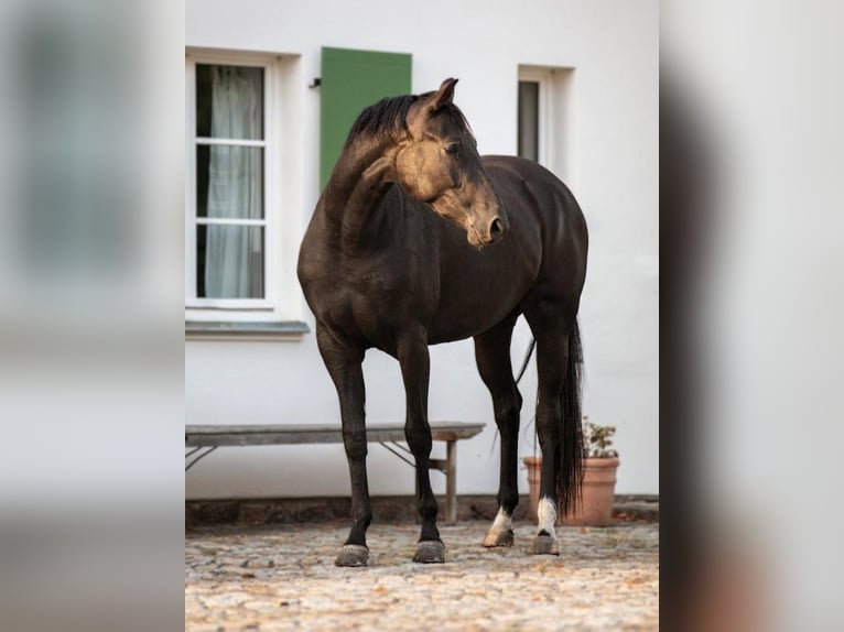 Hannoveraan Merrie 3 Jaar 163 cm Zwart in Priestewitz