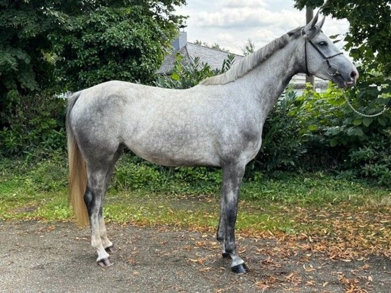 Hannoveraan Merrie 3 Jaar 164 cm Blauwschimmel in Aachen