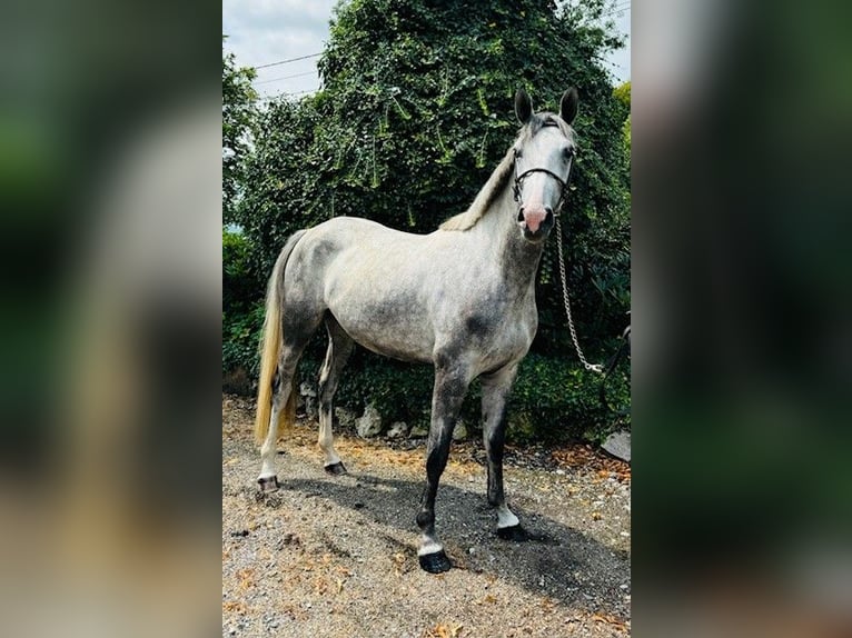 Hannoveraan Merrie 3 Jaar 164 cm Blauwschimmel in Aachen