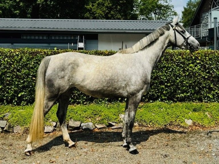 Hannoveraan Merrie 3 Jaar 164 cm Blauwschimmel in Aachen