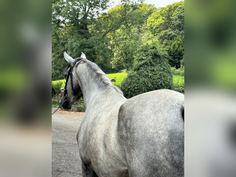 Hannoveraan Merrie 3 Jaar 164 cm Blauwschimmel in Aachen