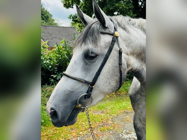 Hannoveraan Merrie 3 Jaar 164 cm Blauwschimmel in Aachen