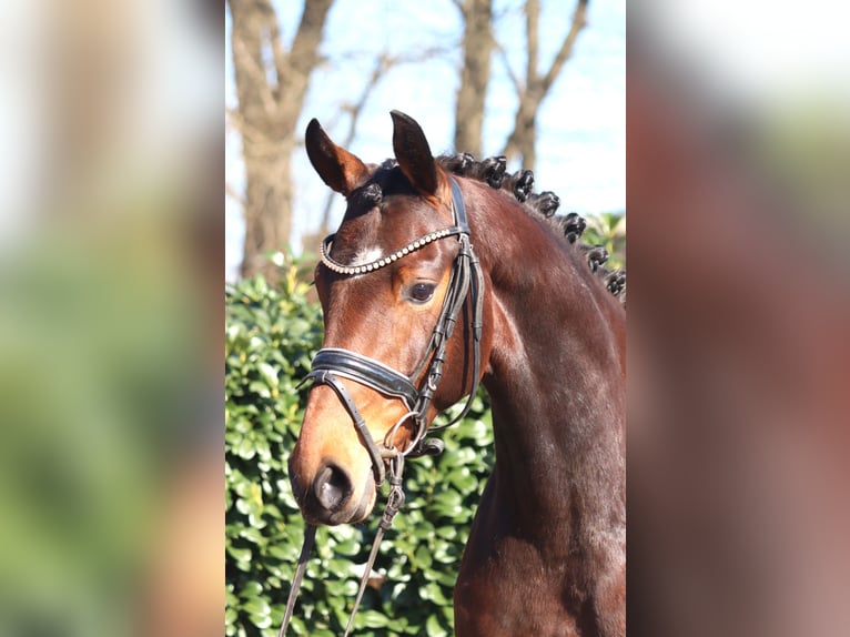 Hannoveraan Merrie 3 Jaar 164 cm Bruin in Selsingen
